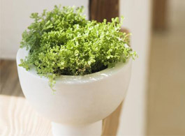 植物安全